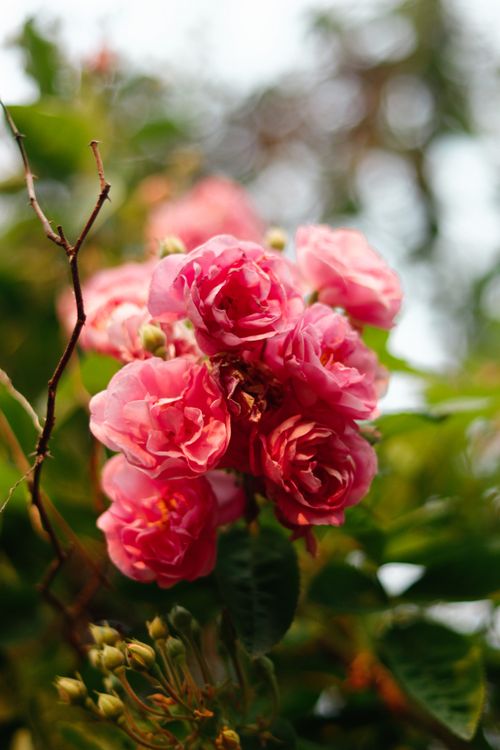 Free A close-up of blooming pink roses on a shrub in a lush summer garden. Stock Photo