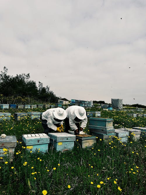 Бесплатное стоковое фото с вертикальный выстрел, медоносные пчелы, поле