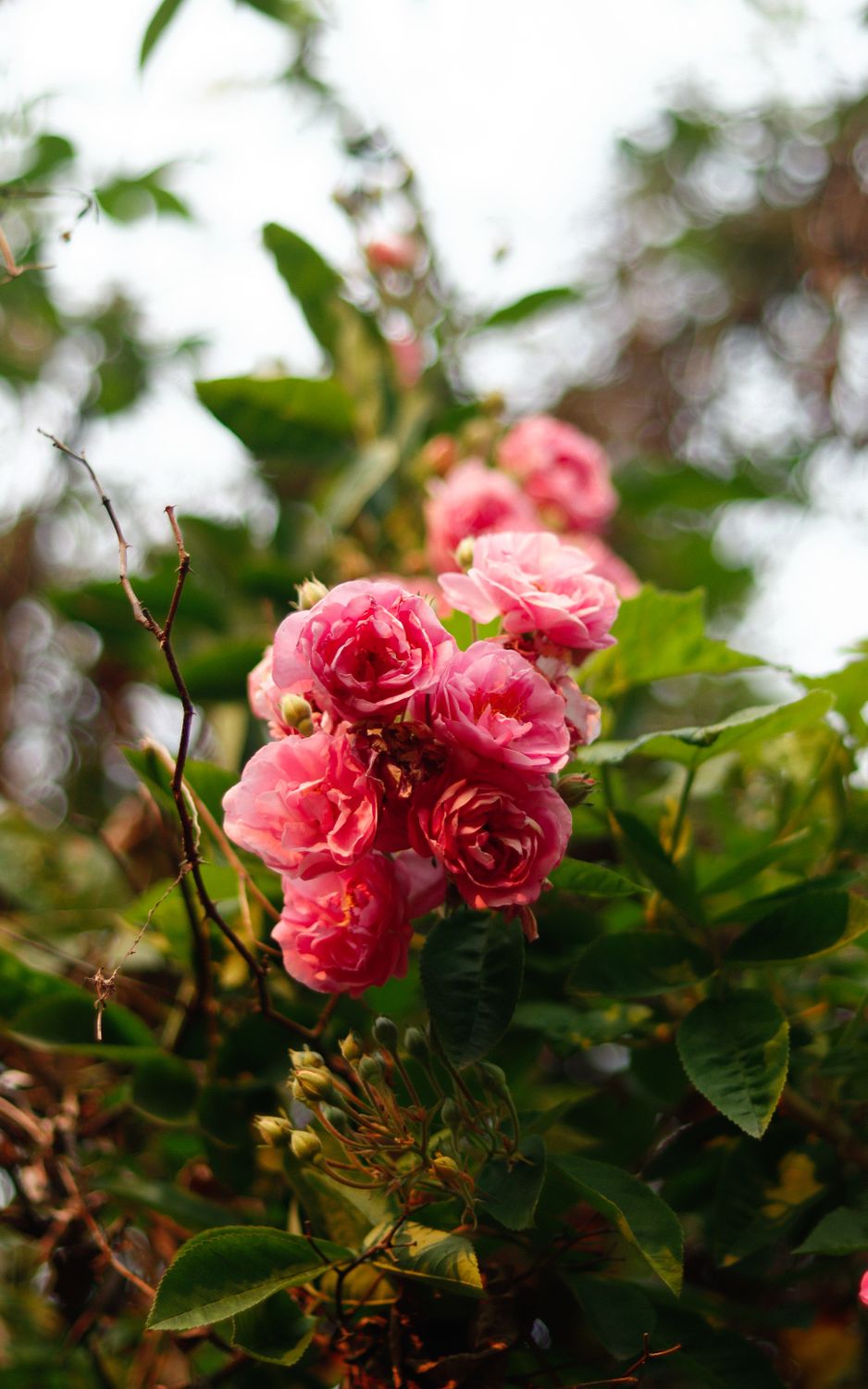 Pink Roses Natural Photography Pink Roses in Nature · Free Stock Photo