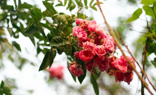 Free Vibrant pink flowers blooming in spring, captured with fresh green leaves. Stock Photo