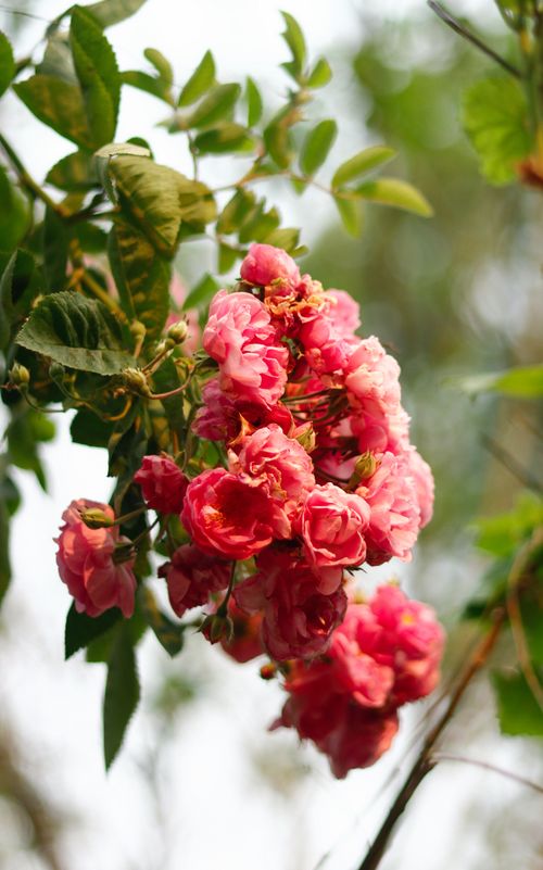 Free Close-up of pink roses blooming on a branch in a summer garden, capturing nature's beauty. Stock Photo