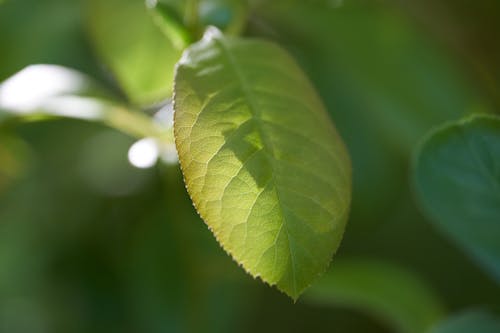 Gratis stockfoto met biologisch, bokeh, botanisch