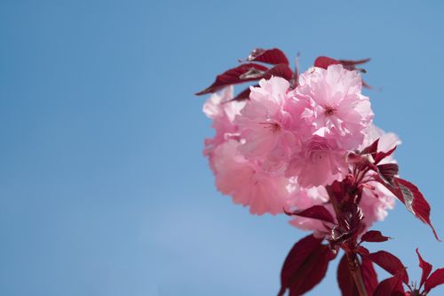 Free A beautiful close-up of pink cherry blossoms against a vibrant blue sky. Stock Photo