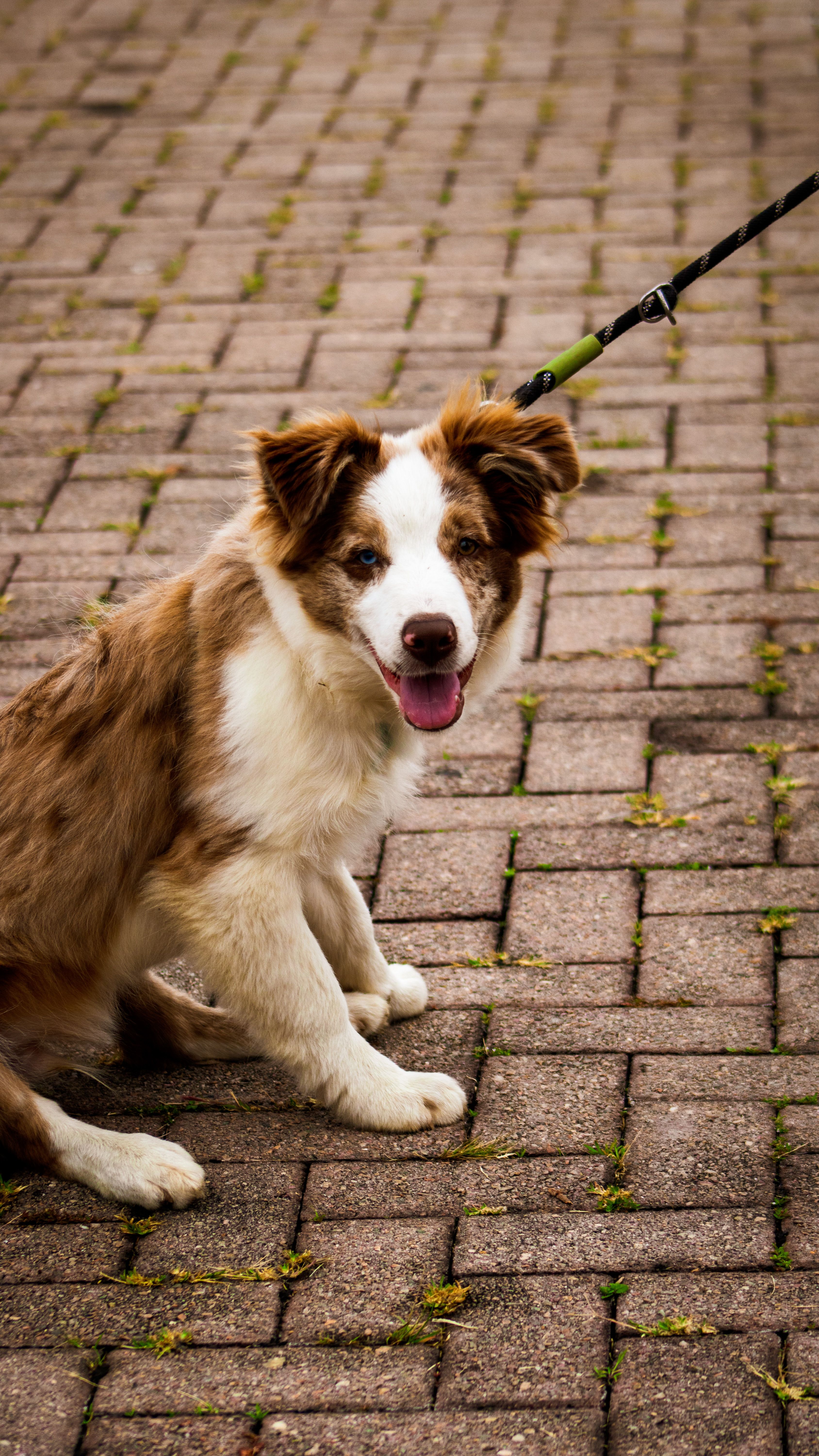 Dog Fleas and Ticks: Prevention and Treatment Guide