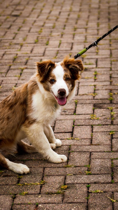 border collie, çok sevimli, dikey atış içeren Ücretsiz stok fotoğraf