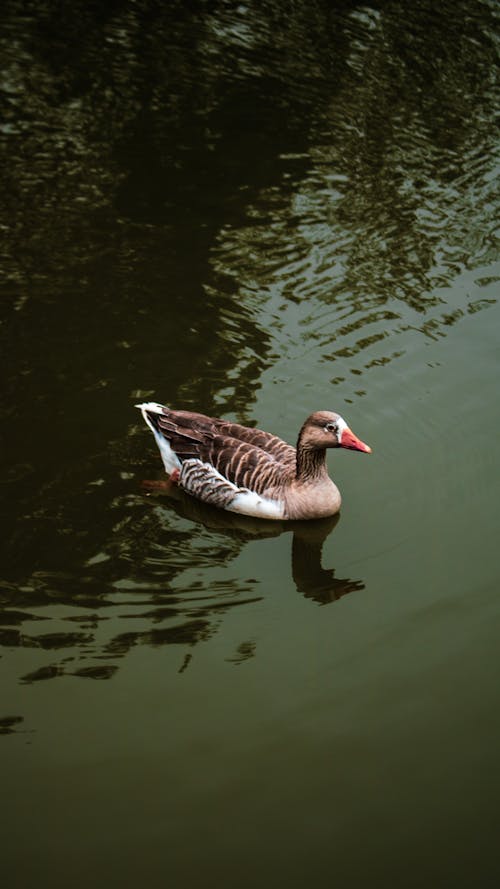A Goose in the Water 