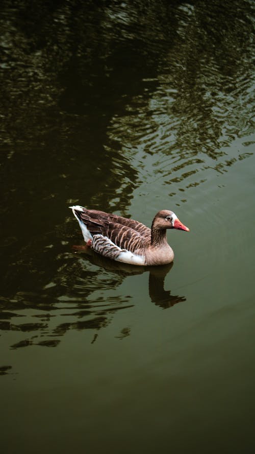 Free A Goose in the Water  Stock Photo