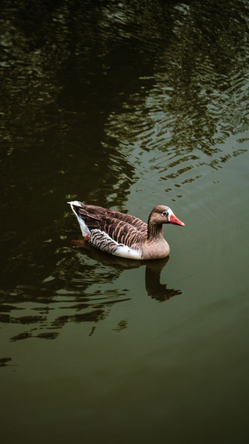 Free A peaceful greylag goose gracefully glides across a calm pond, capturing the essence of natural wildlife. Stock Photo