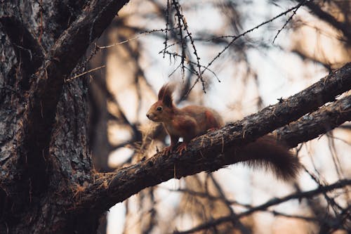 Foto De Close Up De Esquilo No Galho De árvore