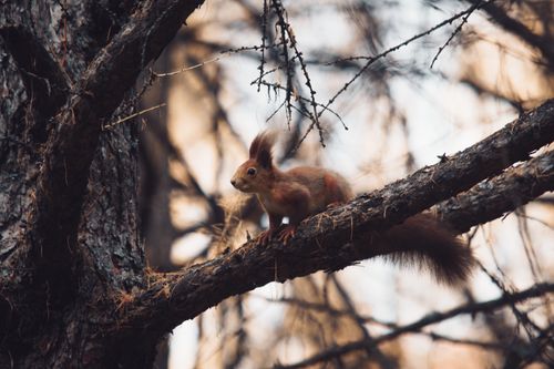 Free Curious squirrel perched on a tree branch in a sunlit forest, showcasing wildlife in nature. Stock Photo