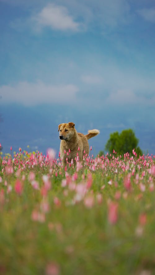 Dog on Meadow