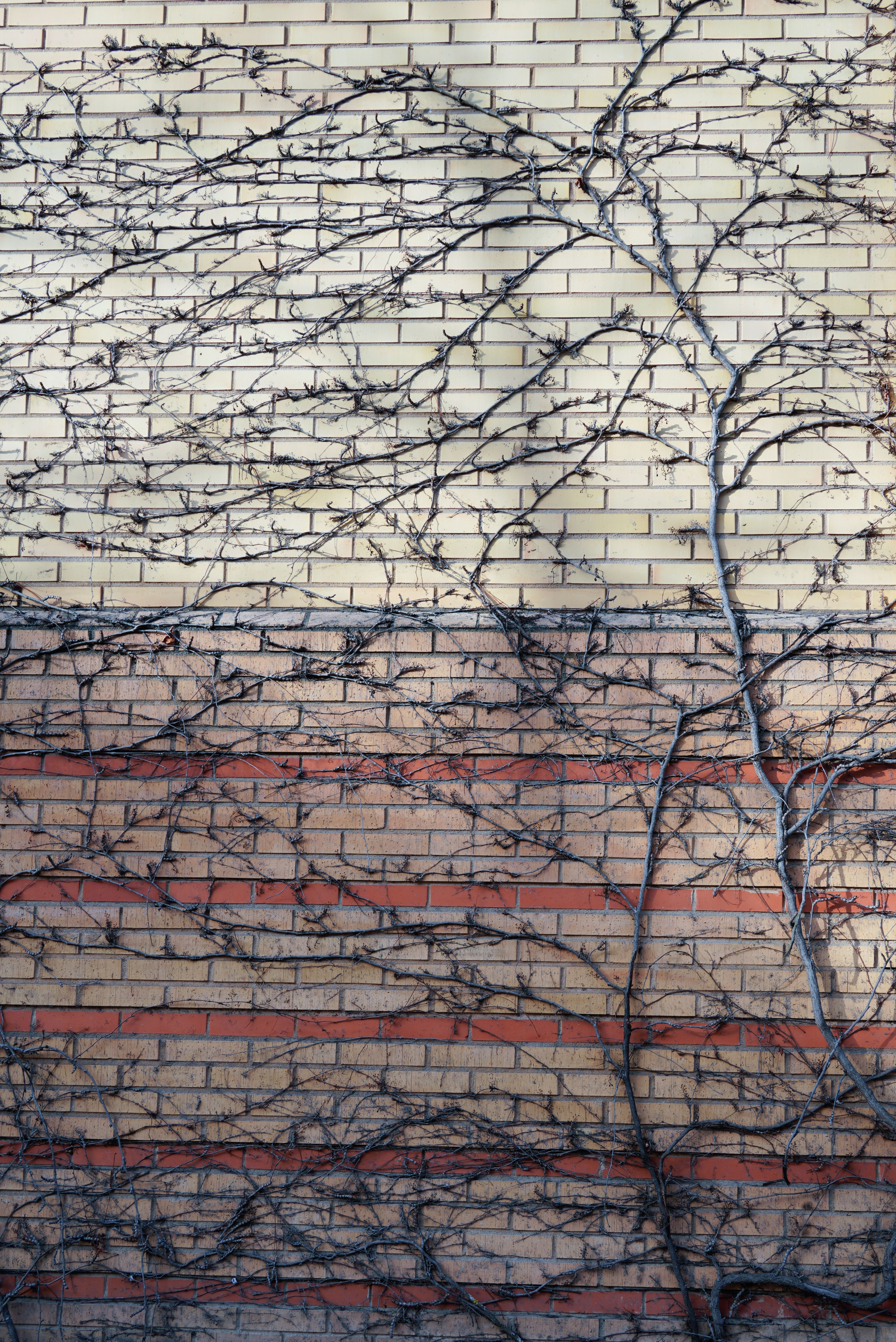 Dried Vines Photos, Download The BEST Free Dried Vines Stock Photos & HD Images