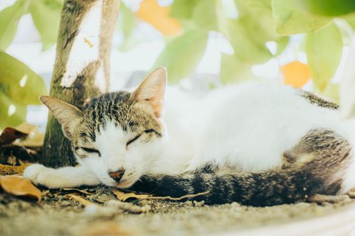 Free A serene cat lying under the cool shade of a tree, enjoying a quiet nap outdoors. Stock Photo