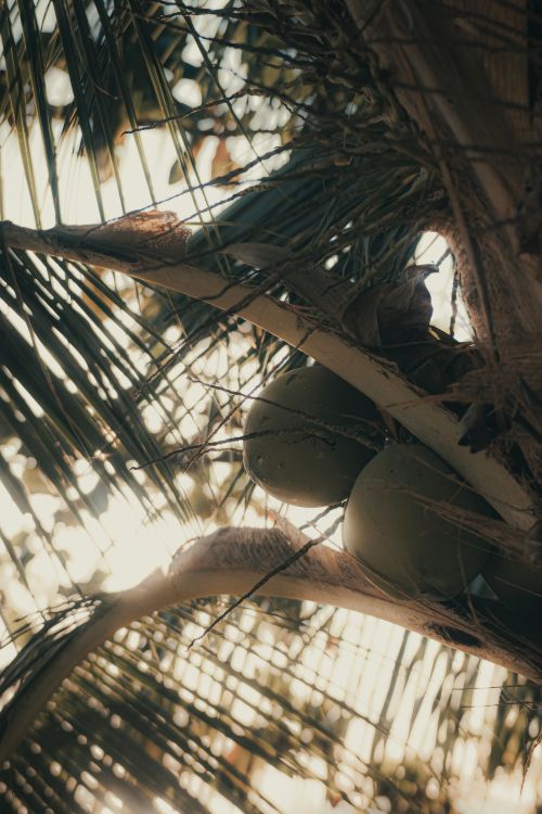 Free Coconuts hanging from a sunlit tropical tree with palm leaves creating a serene vibe. Stock Photo