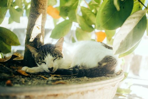 Free A cute kitten sleeping peacefully under a tree, surrounded by vibrant leaves. Stock Photo