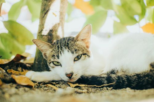 Free A cute cat resting peacefully under the shade of a tree in a sunlit garden. Stock Photo