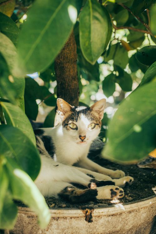 Free A cat nestled among green leaves in a potted plant, basking in the sun. Stock Photo