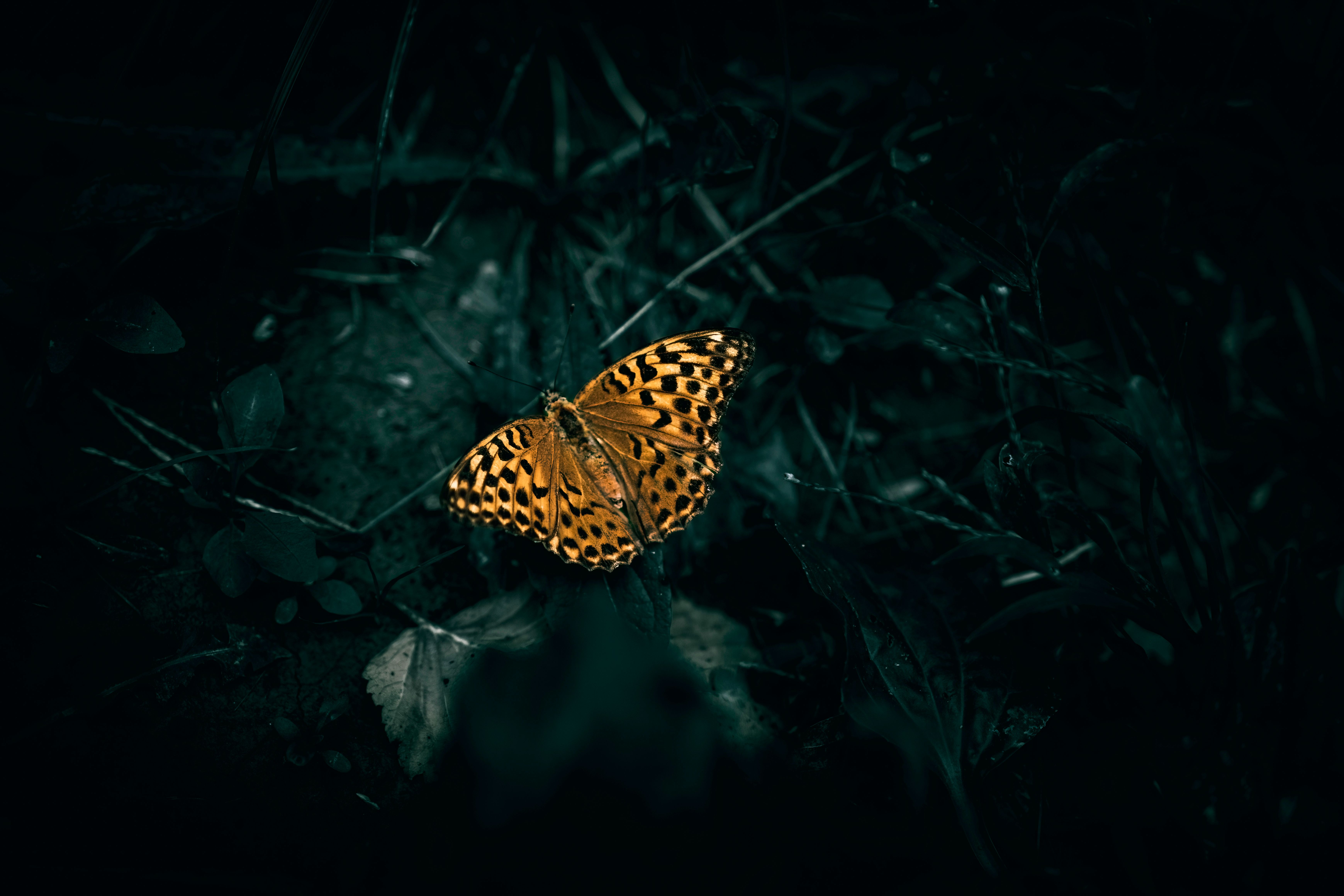 Butterfly in Nature · Free Stock Photo