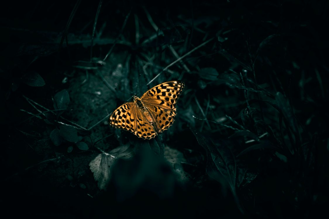 Butterfly Outside Butterfly in Nature · Free Stock Photo