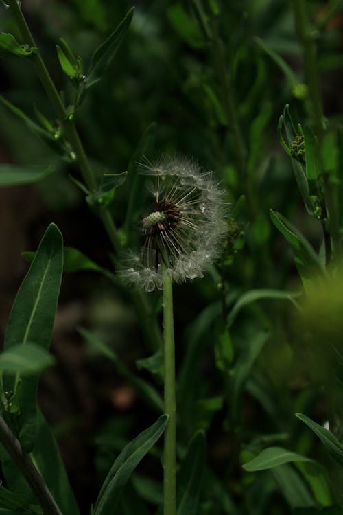 Imagine de stoc gratuită din floare, focalizare selectivă, fotografiere verticală