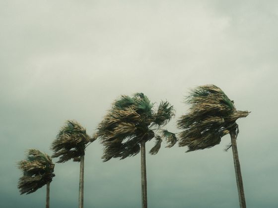 Palm trees bent sideways under strong winds during a tropical storm