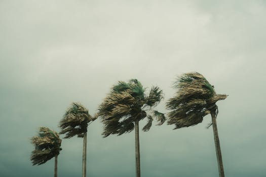 Palm trees bending under strong winds and cloudy skies during a tropical storm.