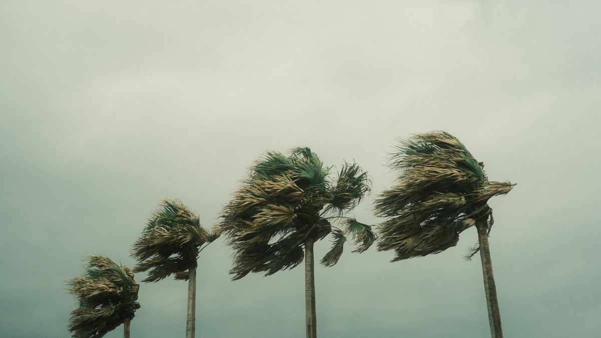 強風にしなるヤシの木と厚い雲