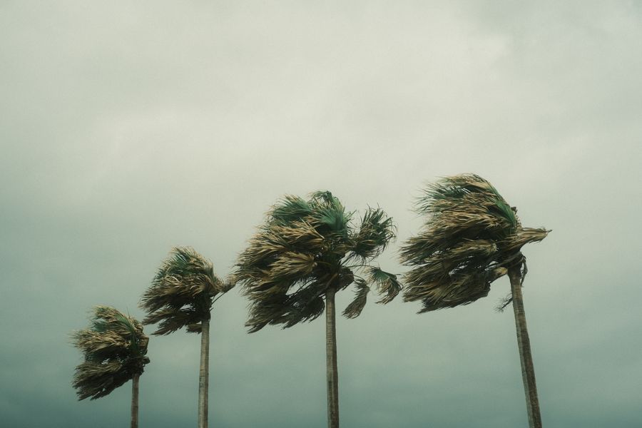 Palm and shade trees bending under strong storm winds