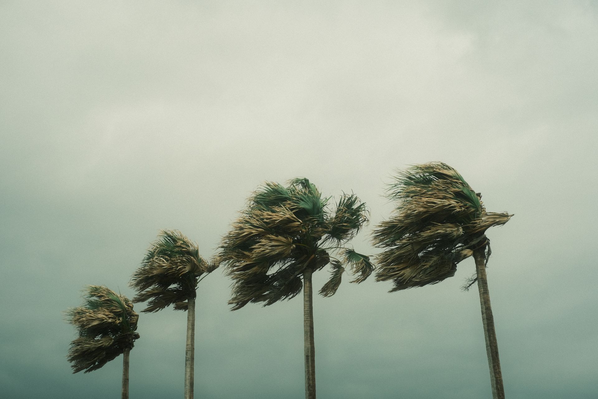 Palm trees bending under heavy wind and dark clouds during a tropical storm