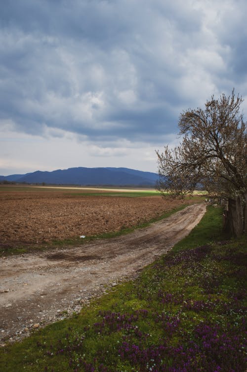 Dirt Road near Field in Countryside