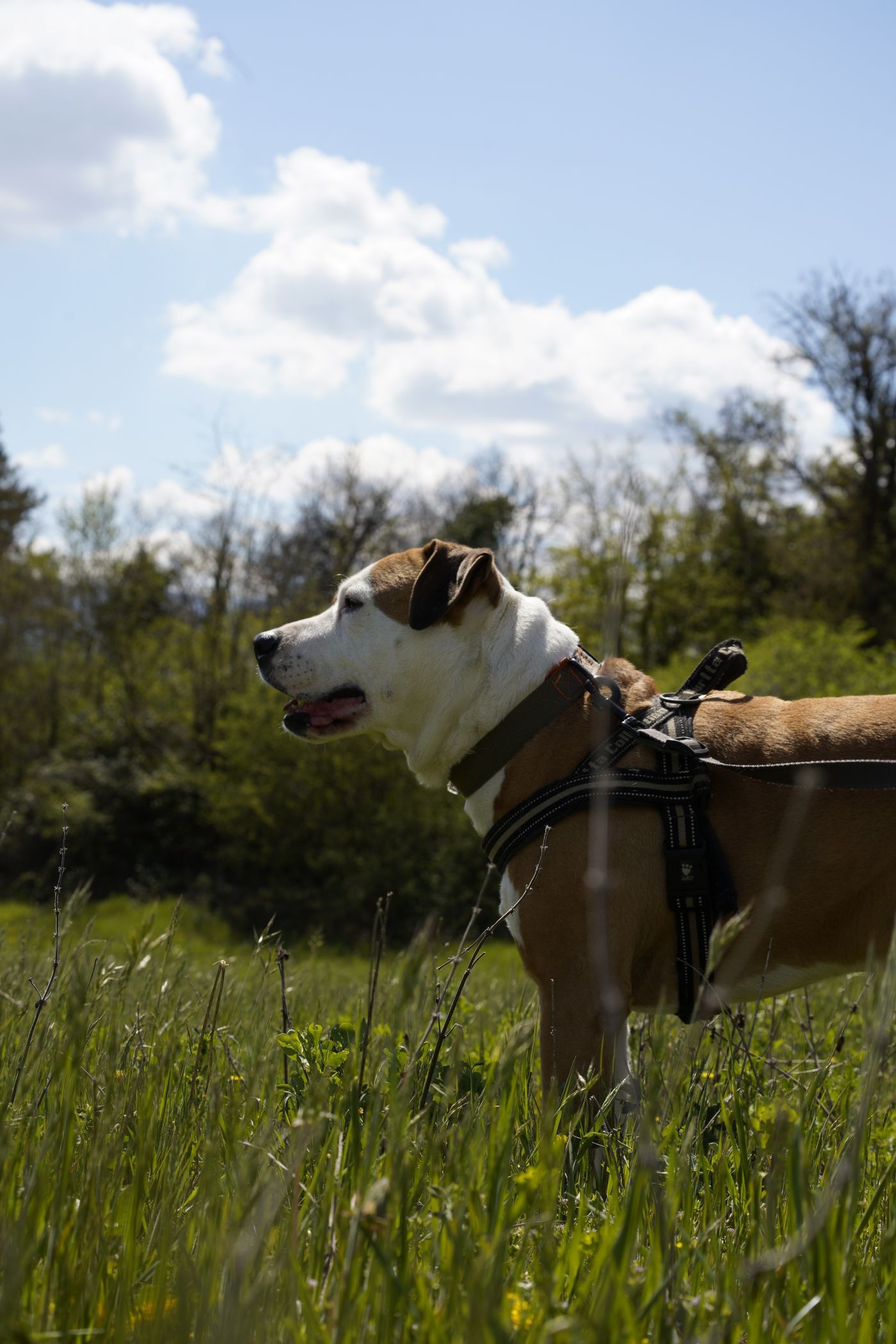 Dog wearing a harness while standing in a meadow