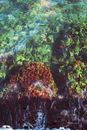 Colorful underwater scene showcasing seaweed and ocean life in a natural ecosystem.