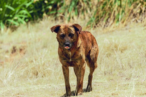 A brown dog standing in a field with grass