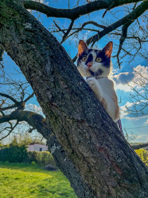 Photos gratuites de animal de compagnie, arbre, chat calico