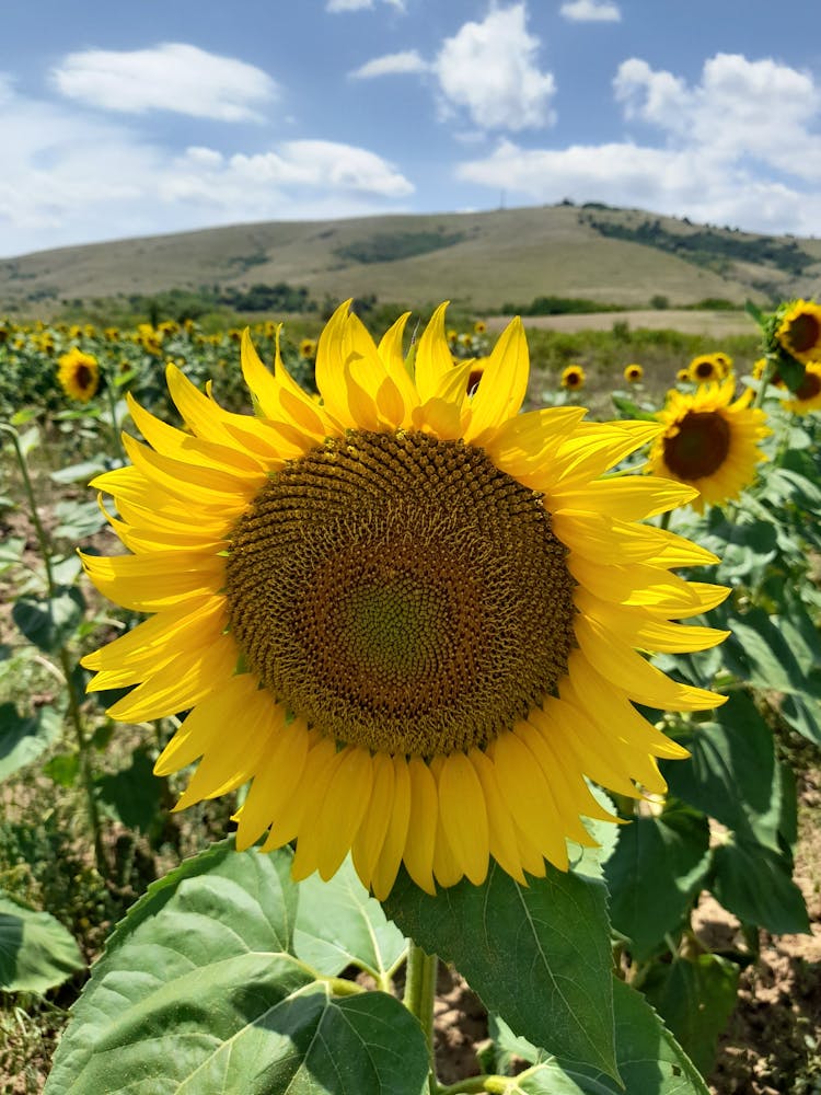 Sunflowers Growing In Field In Summer