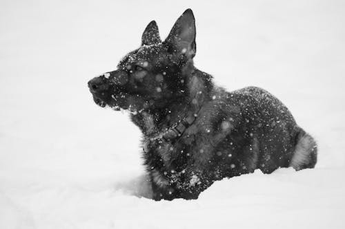 Imagine de stoc gratuită din alb-negru, animale de casă, câine