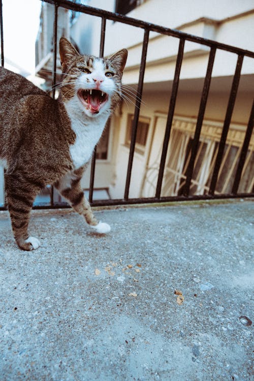 cat, kedi, saldırgan eğilim içeren Ücretsiz stok fotoğraf