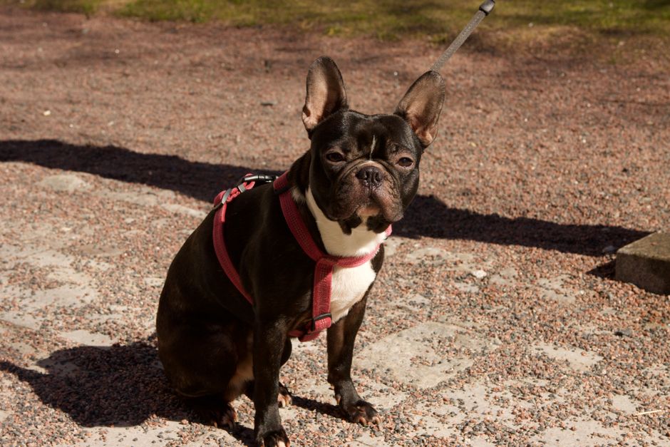 Understanding Pet Insurance for BOAS Surgery in the UK 2026