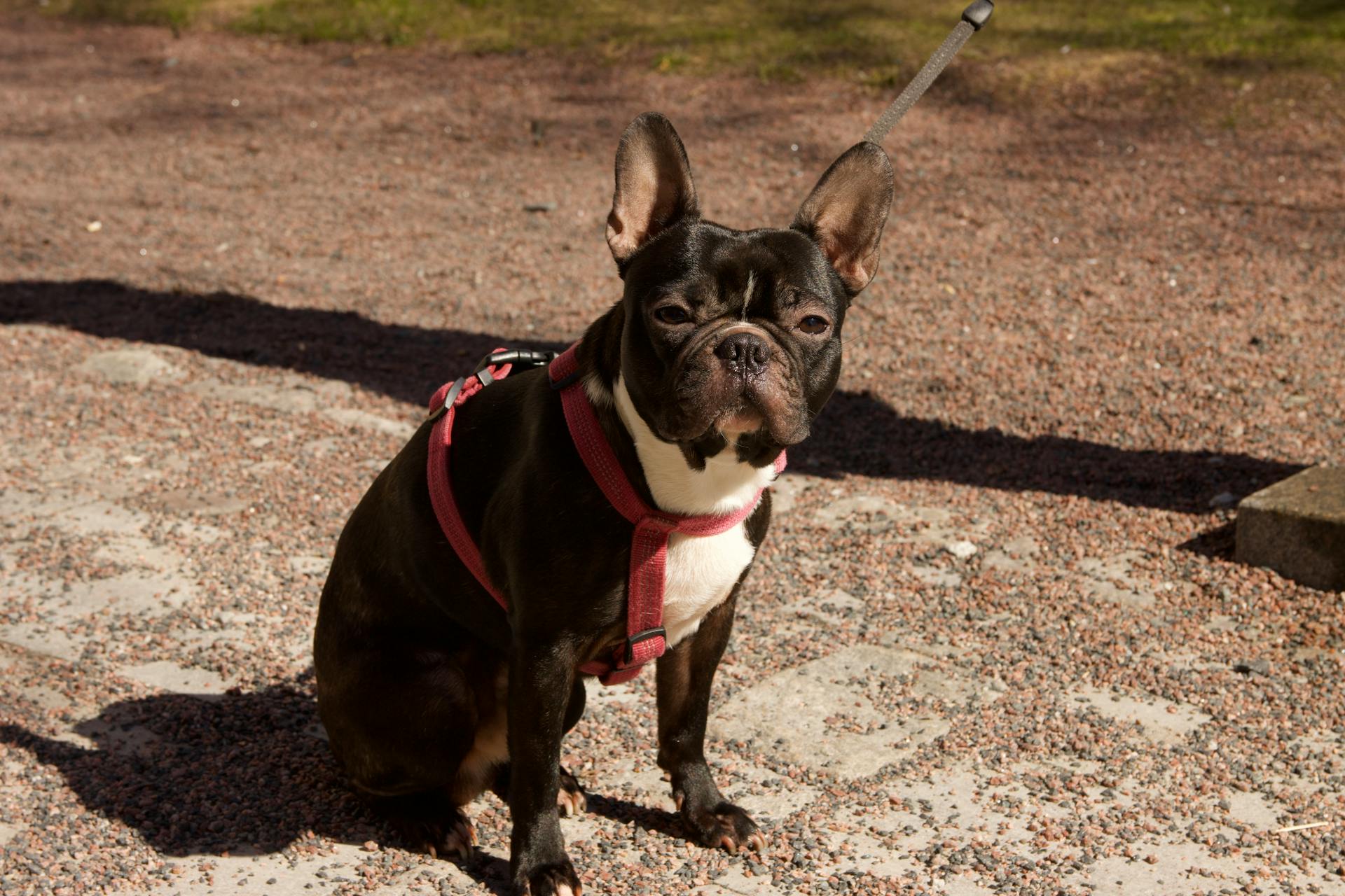 Portrait d'un bouledogue français à l'extérieur