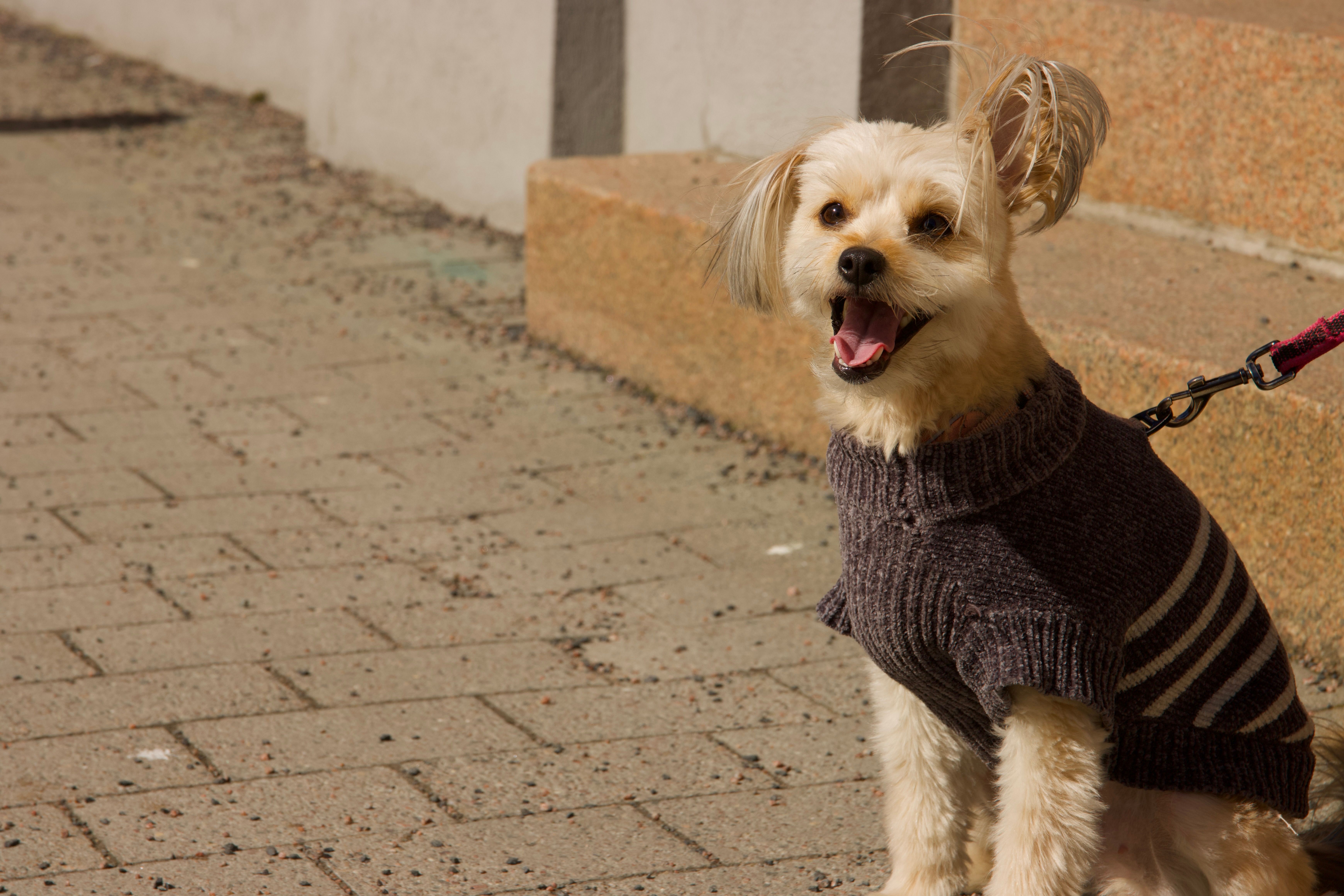 A dog wearing a sweater and sunglasses at a dog-friendly café