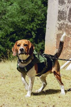 Beagle dog wearing green tactical gear standing alert in a sunny outdoor setting.