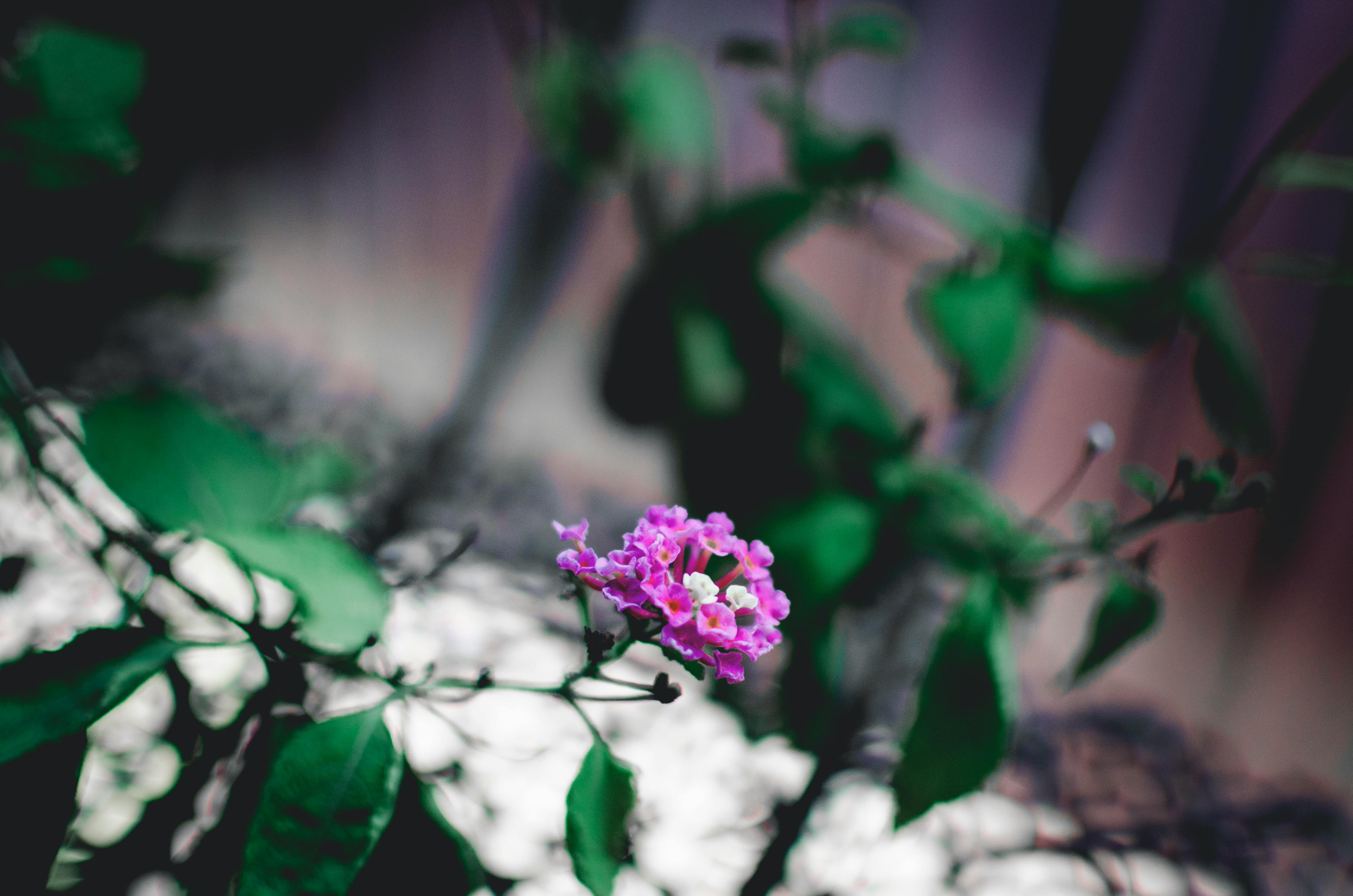 Free stock photo of bunch of flowers, nature, vignette