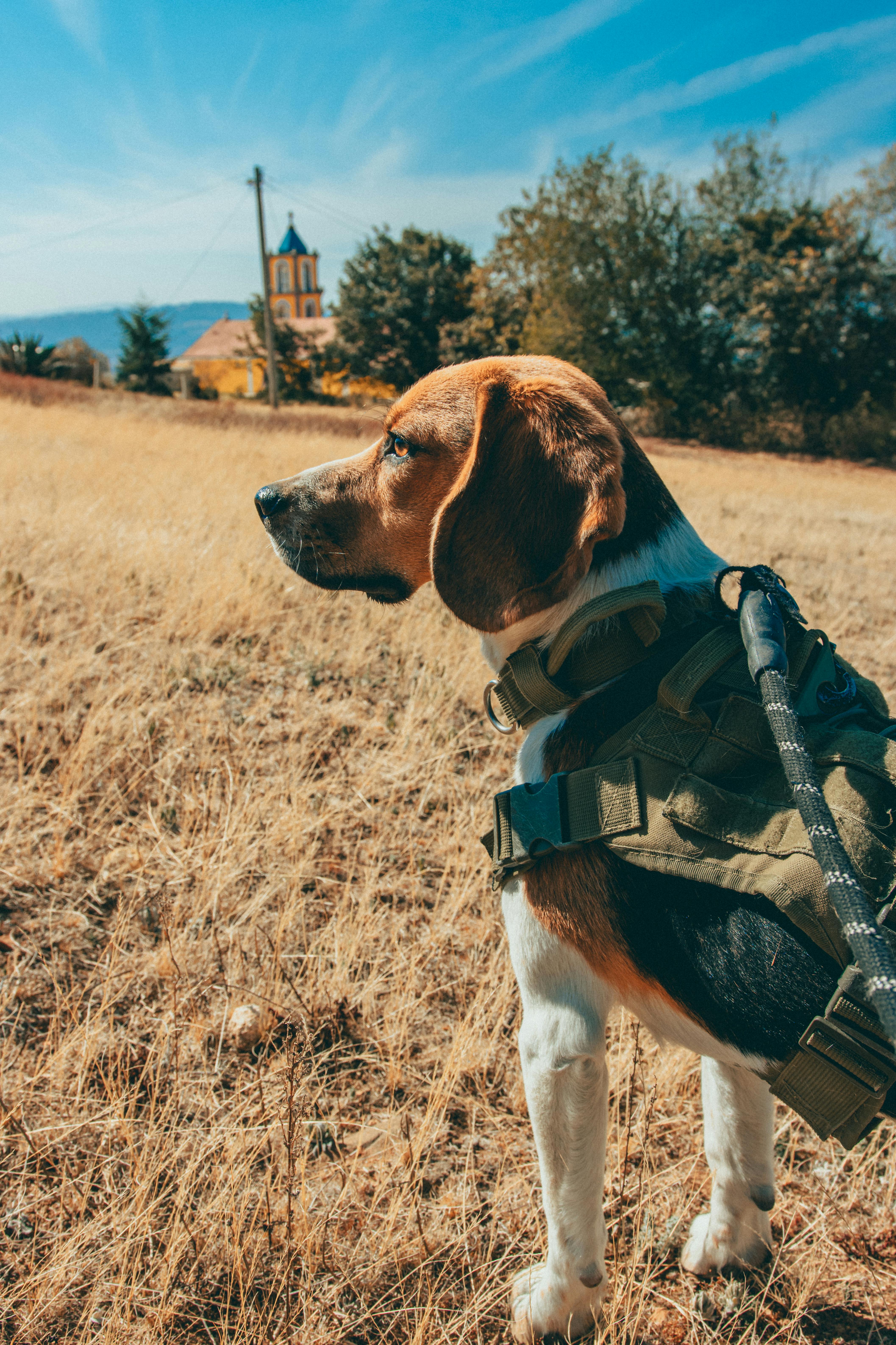 a dog wearing a vest in a field