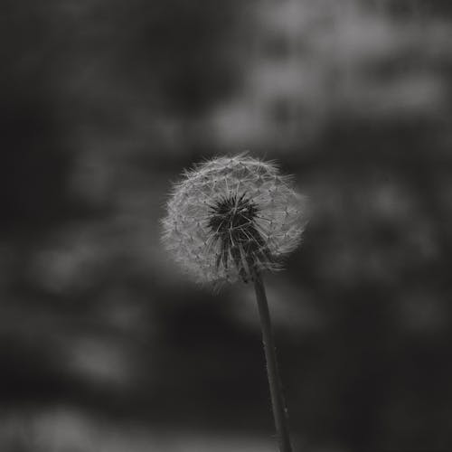 Fotos de stock gratuitas de blanco y negro, bokeh, crecimiento