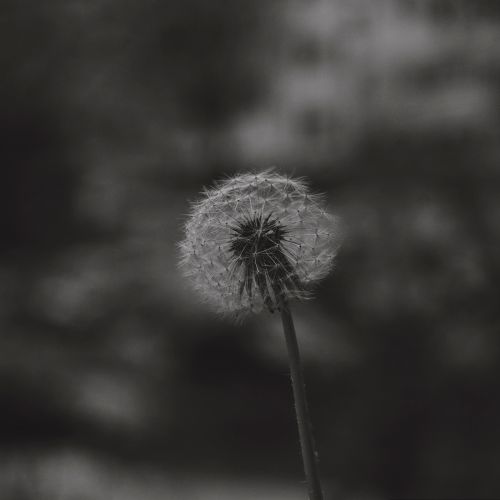 Free A detailed black and white close-up of a dandelion showing its seeds ready to disperse. Stock Photo