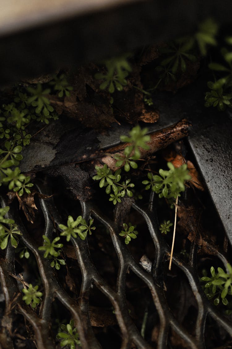 Plants Growing On Bars