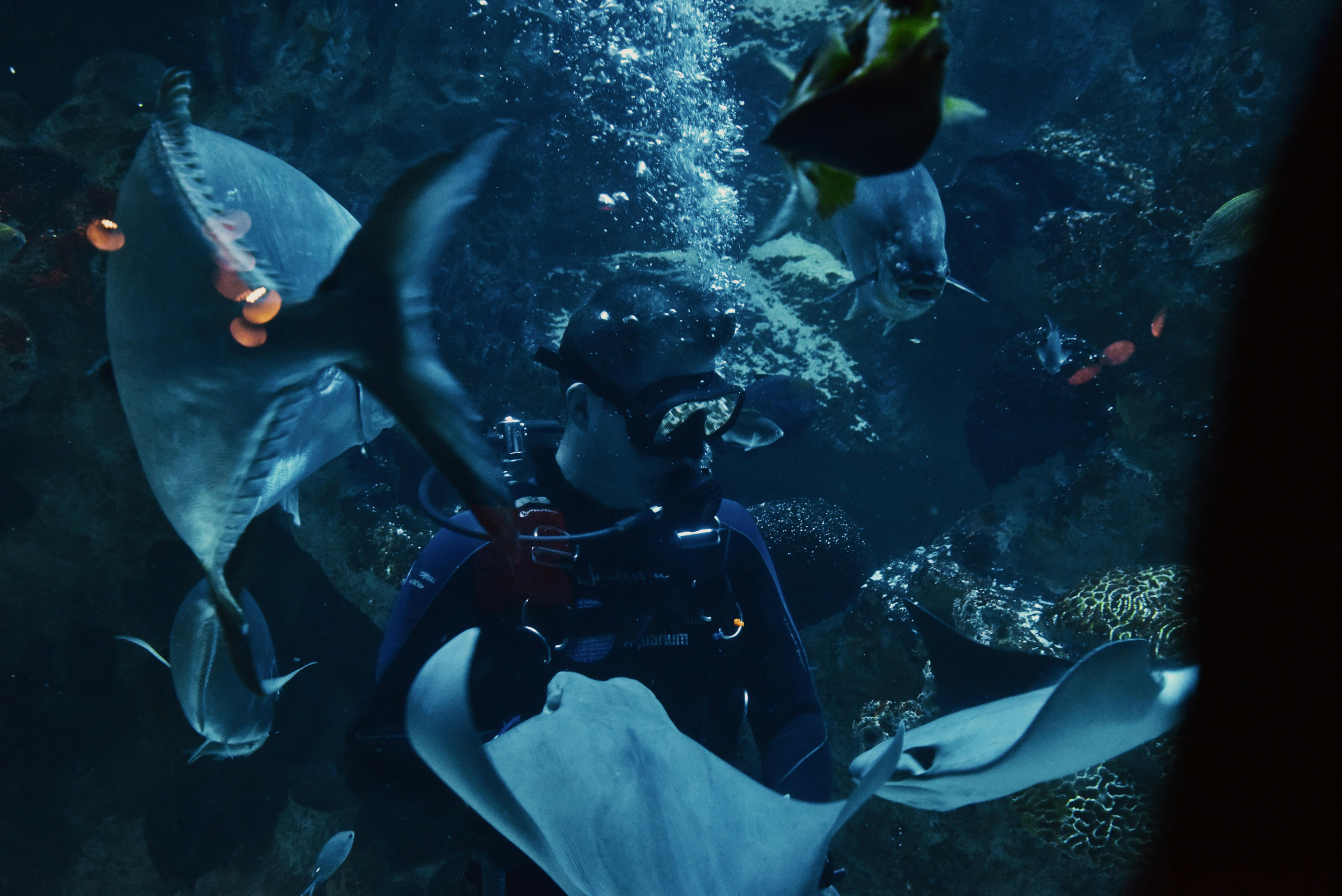 Free stock photo of aquarium, diver, diving