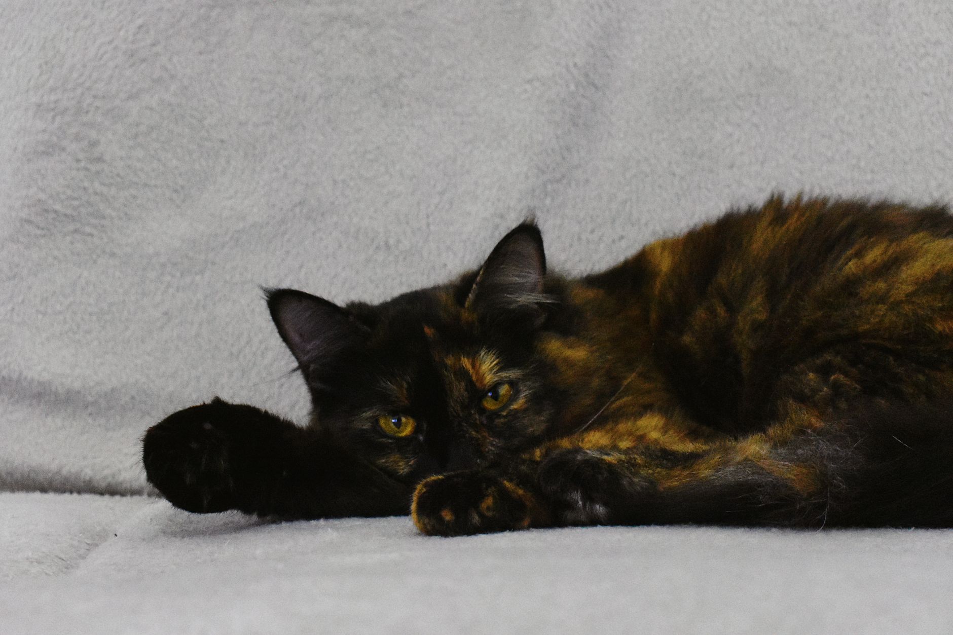 Portrait of a cat at a veterinary clinic