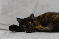 龟甲猫安静地躺在柔软的灰色毯子上，展示着它美丽的皮毛