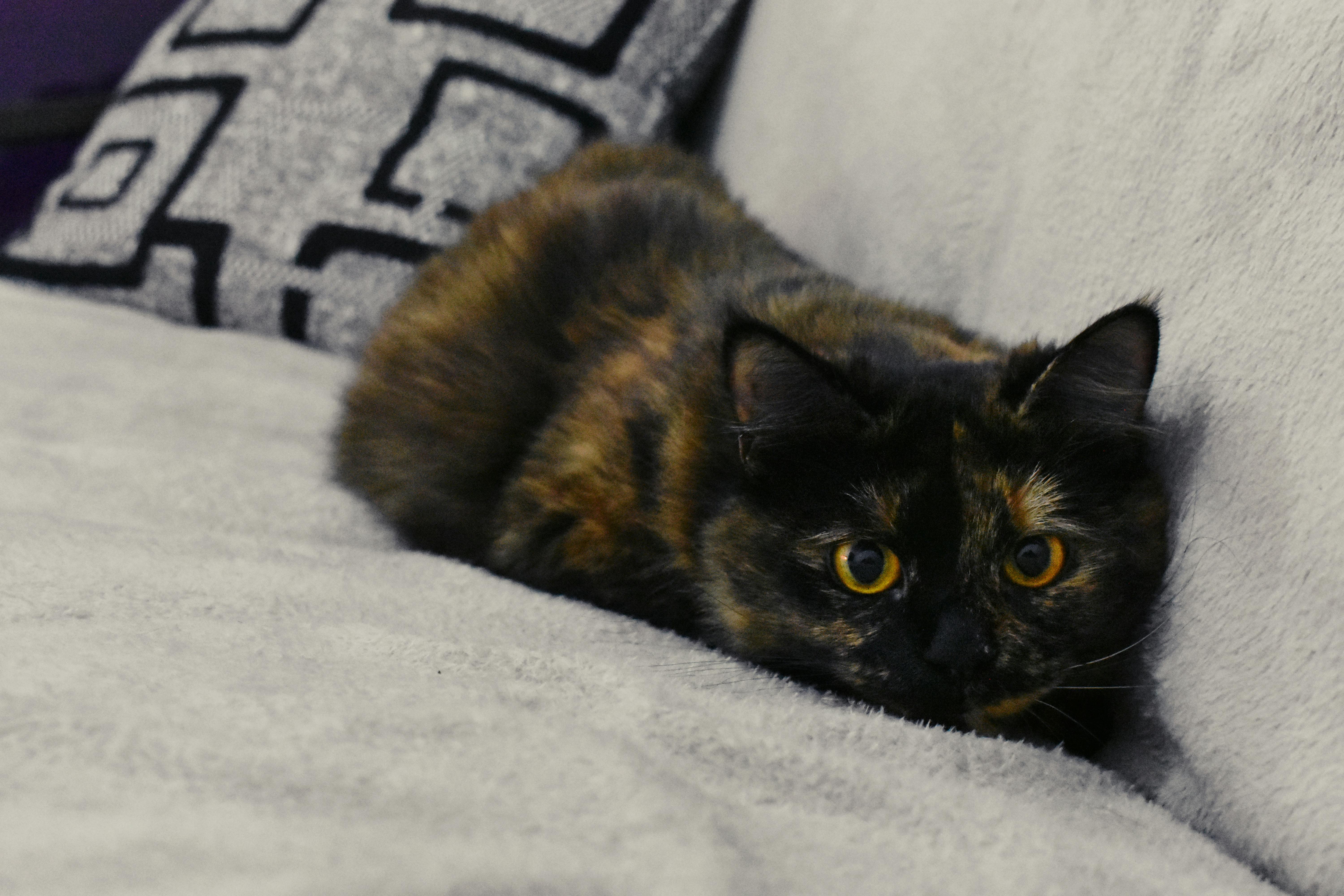 tortoiseshell tabby